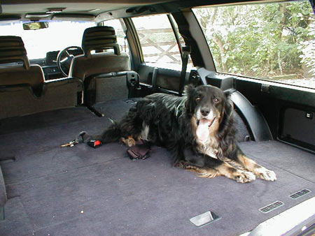 Volvo 760 GLE, inhabited by our large mutt