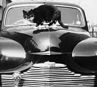 Front of the Phase 1 Vanguard, cat sat on the bonnet