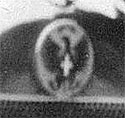 Car badge showing the Bianchi emblem