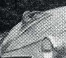 Citroen bonnet mascot