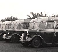 Kew Dodge coaches