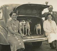 Dogs in the car's boot